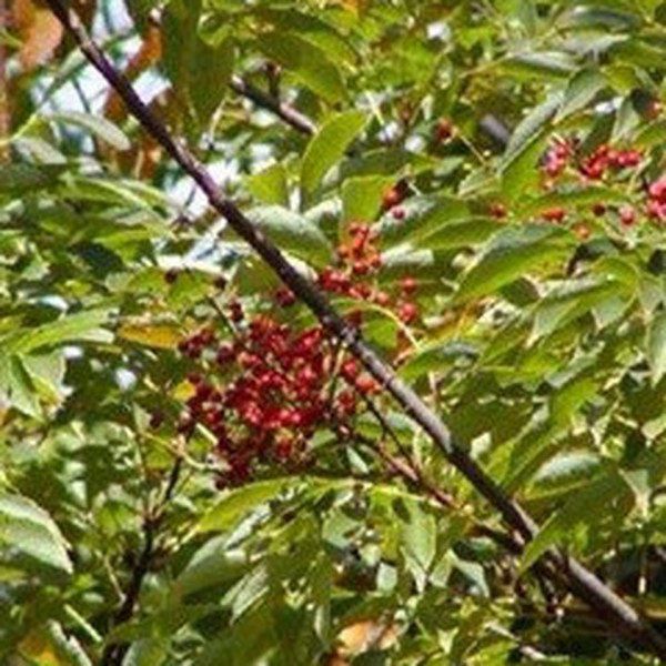 灵寿茨的功效与作用
