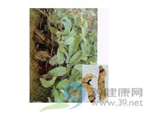 广防己