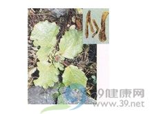 木香─厚叶川木香的功效与作用