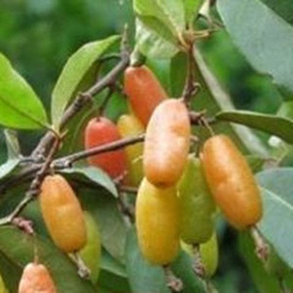 蔓胡颓子根的功效与作用
