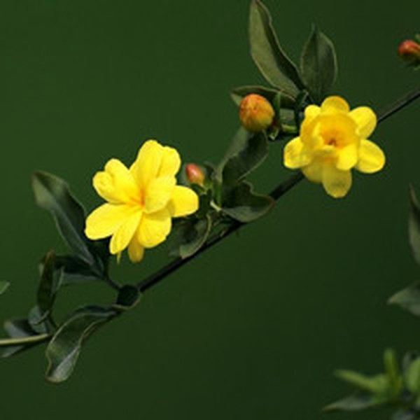 报春花