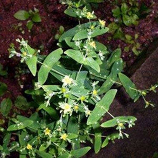 芒小米草的功效与作用