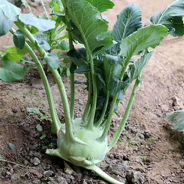 苤蓝的功效与作用