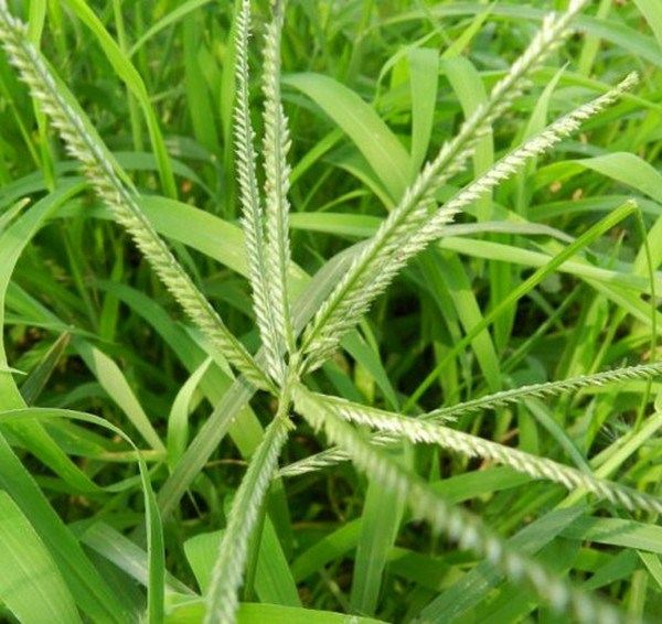 牛筋草的功效与作用