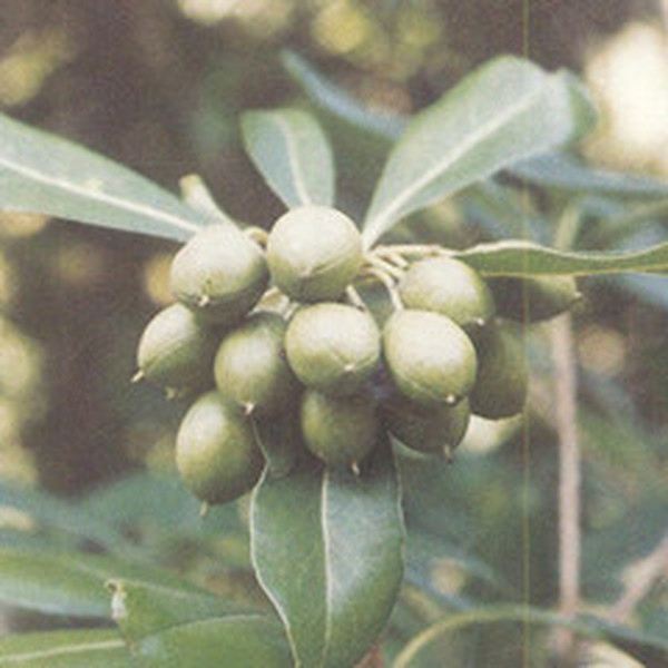 山枝仁