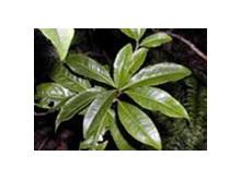 矮茎朱砂根的功效与作用