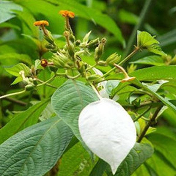 大茶根的功效与作用