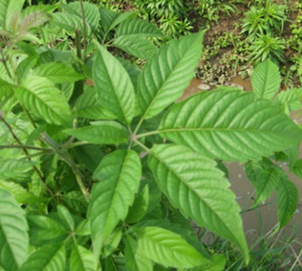 黄荆叶的功效与作用