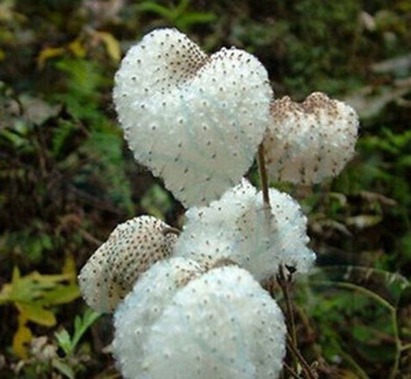水棉花的功效与作用