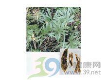 白头翁—兴安白头翁的功效与作用