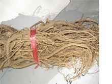 虎尾轮根的功效与作用