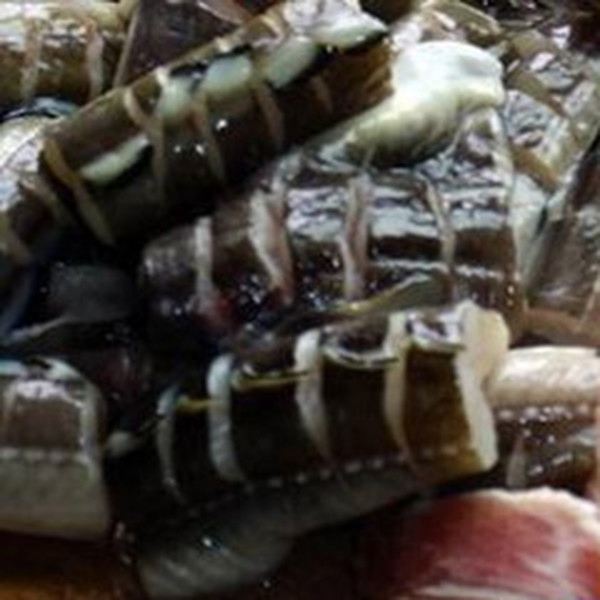 鳗鲡鱼膏的功效与作用