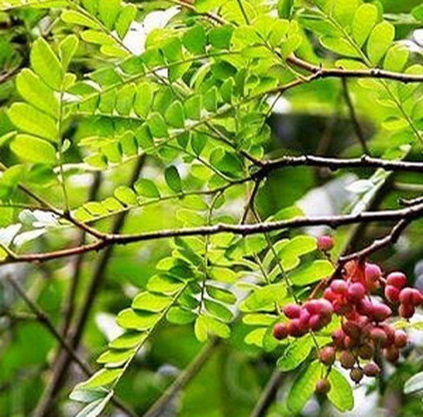 紫油木叶