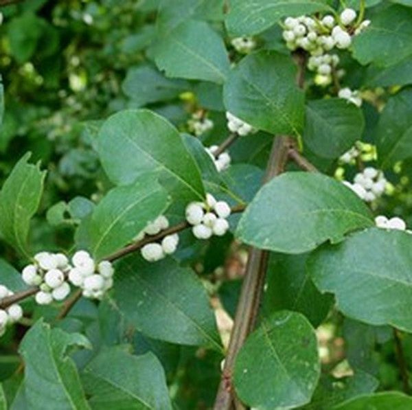 白饭树根