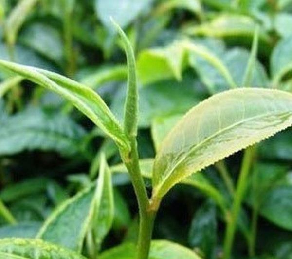 女儿茶的功效与作用