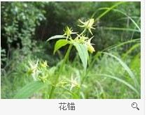 花锚的功效与作用