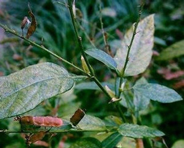 葫芦茶根的功效与作用