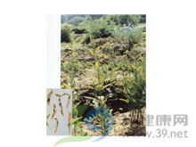 百部—蔓生百部的功效与作用