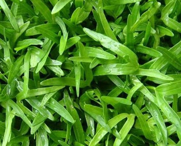 蕹菜的功效与作用