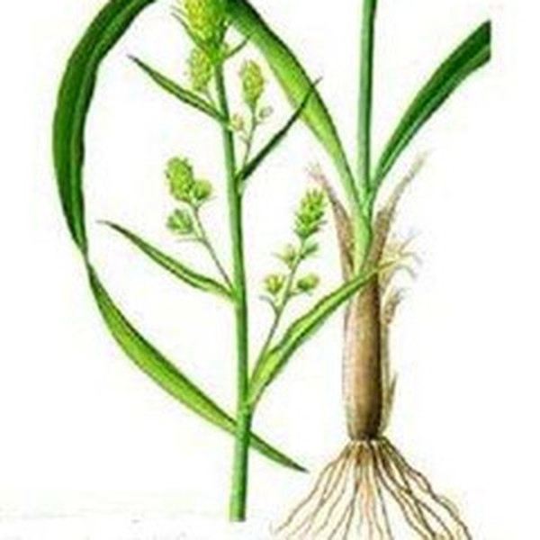 披麻草根的功效与作用