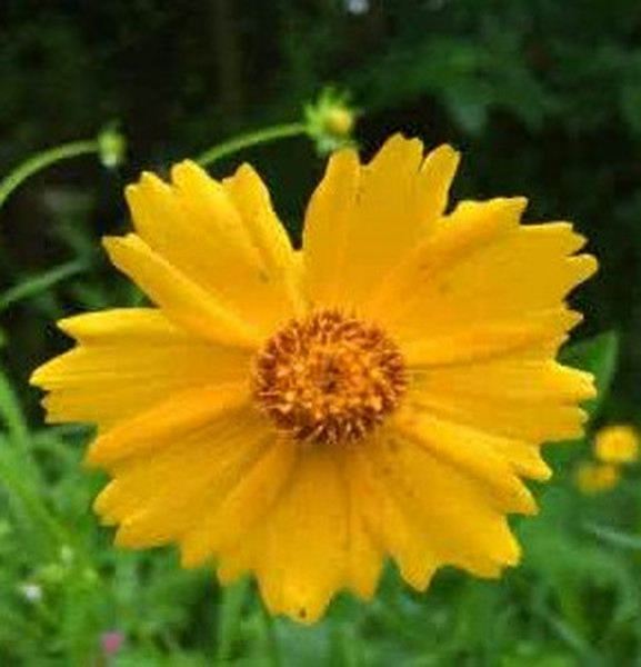 线叶金鸡菊