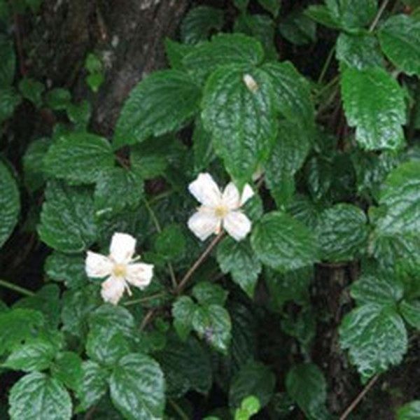 大蓑衣藤根