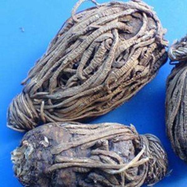 马蔺根的功效与作用