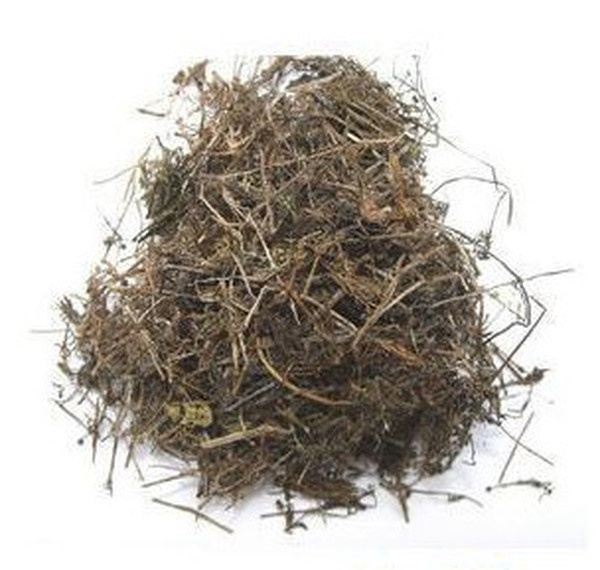 筋骨草的功效与作用