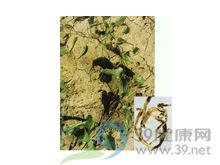百部—对叶百部的功效与作用
