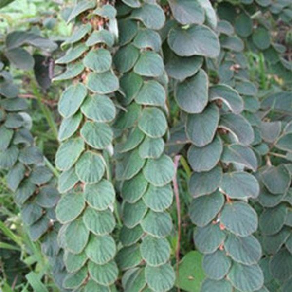 排钱草