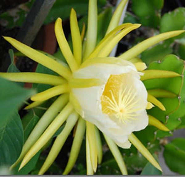 剑花
