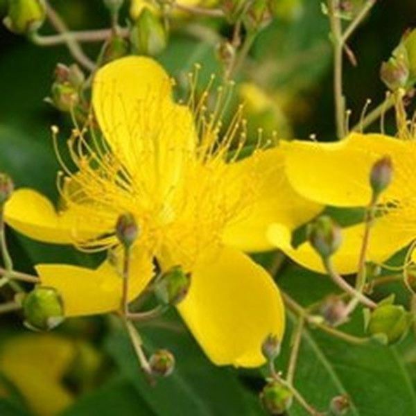 芒种花的功效与作用