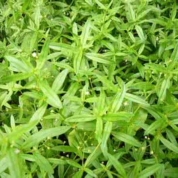 水线草的功效与作用