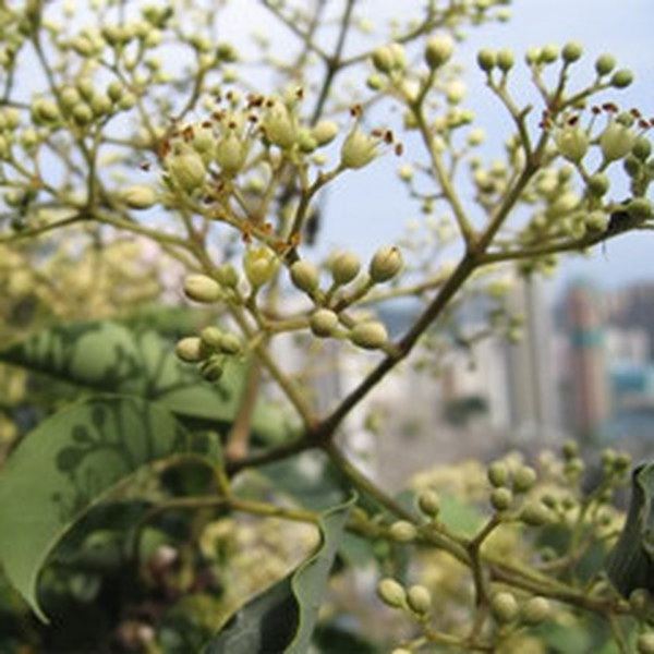 楝叶的功效与作用