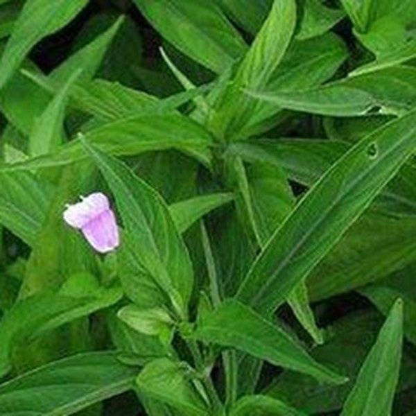 青药