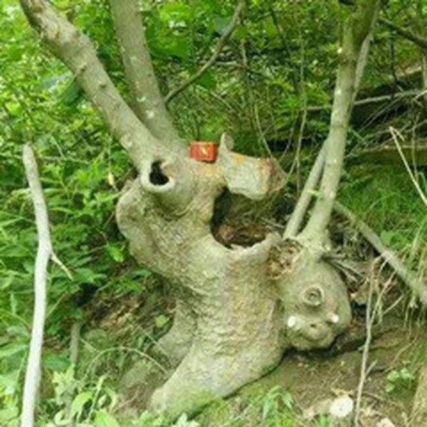 黄栌根的功效与作用