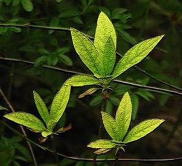 杜鹃花叶的功效与作用