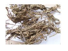芦荟叶的功效与作用