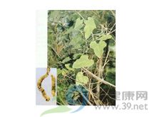 汉中防己的功效与作用