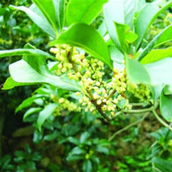 大透骨消