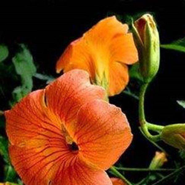 木锥花