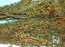 贯叶连翘的功效与作用