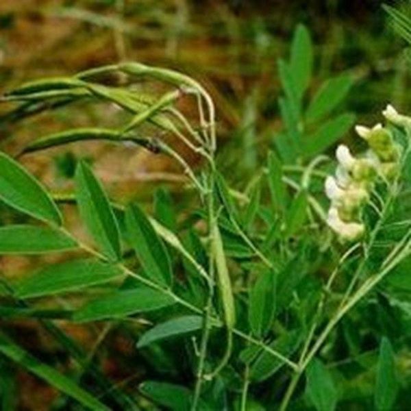 蓝锡莎菊的功效与作用