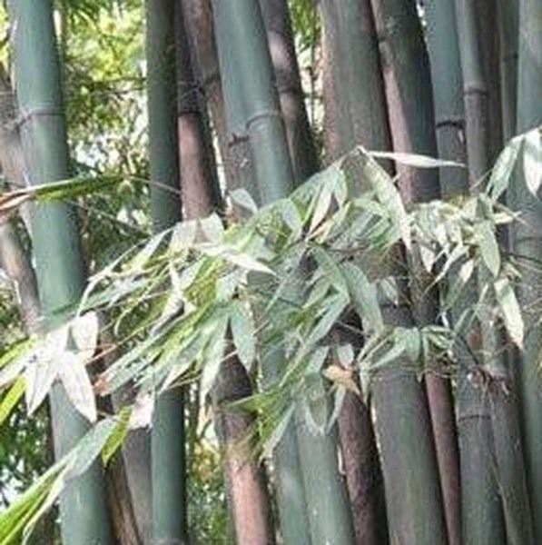 慈竹气笋的功效与作用