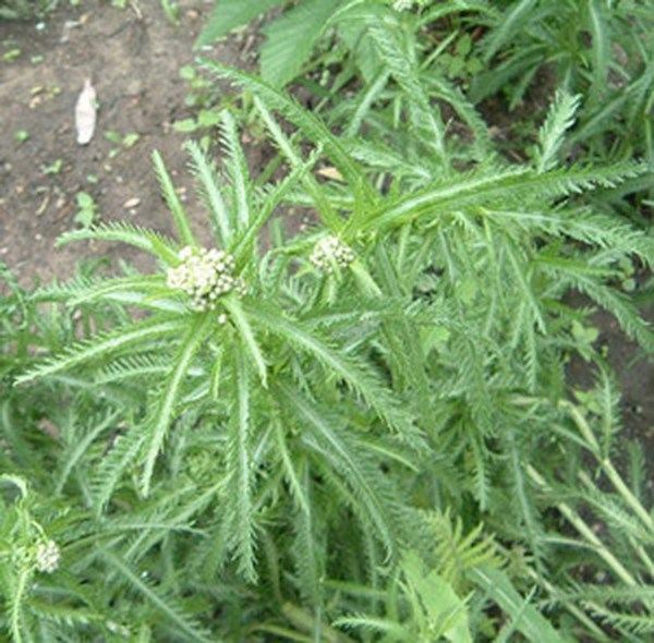 斩龙草的功效与作用