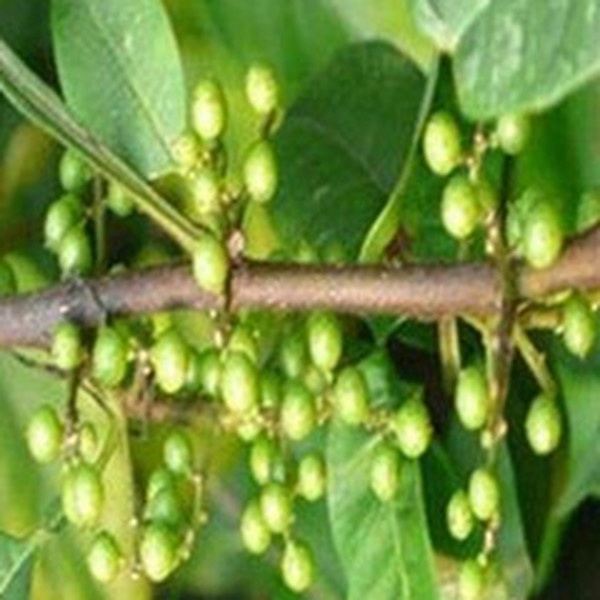 木椒根
