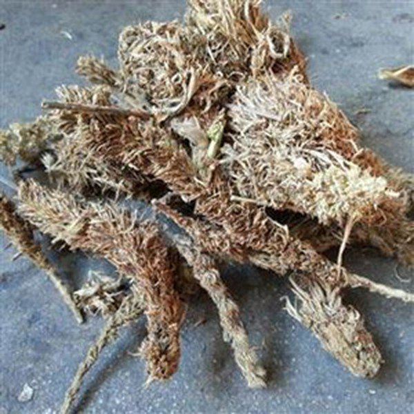 糠谷老的功效与作用