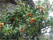 野荔枝的功效与作用
