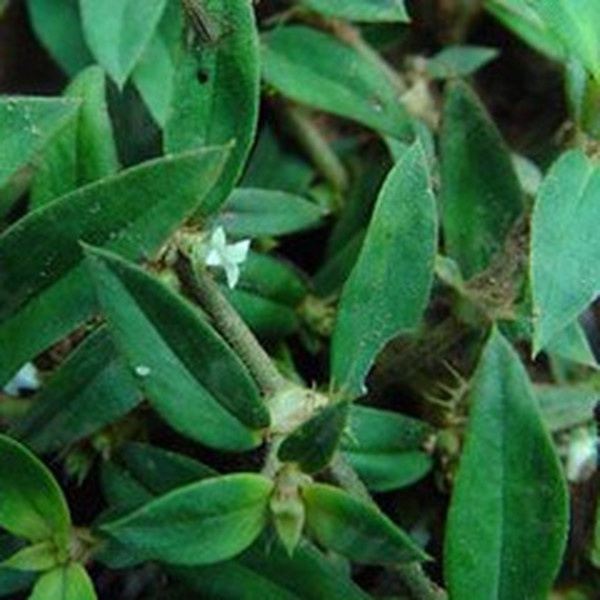 粗叶耳草的功效与作用