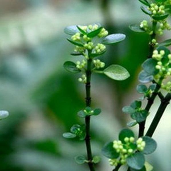 石油菜的功效与作用